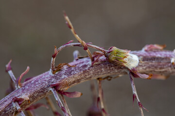 Petasites paradoxus flower growing in meadow, close up shoot	