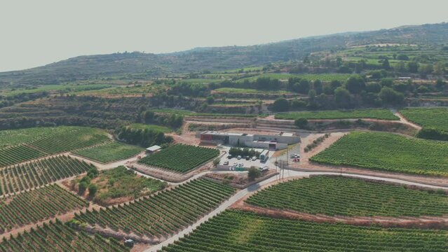 a beautiful vineyard in southern Cyprus