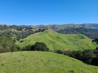 Greenery in the Diablo range after the rains of winter, Mt Diablo, California