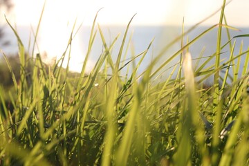 Sunlight streaming through long green grass .