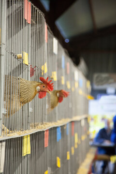 Chook with head outside cage at the poultry competition
