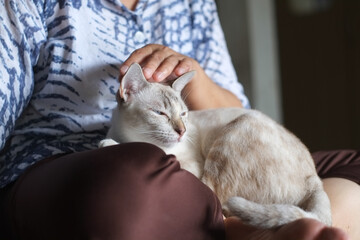 White cute cat sleeping on owner's lap and women hand stroking head in house close-up.