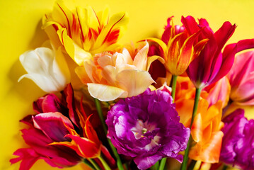 nice spring flowers - colorful tulips