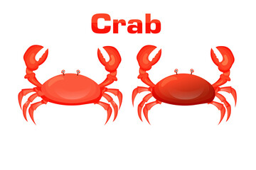 red crab vector illustration. Sea creatures isolated on white background. Aquatic animal with claws.