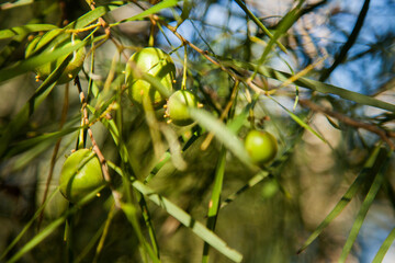Parasitic green sap sucking blobs on a wattle bush