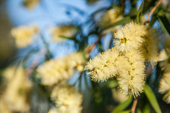 Small yellow bottlebrush flowers in the sunlight