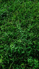 Fresh green wild grass in the morning