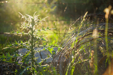 Plume thistle beside coil of unused chicken wire in afternoon sunlight