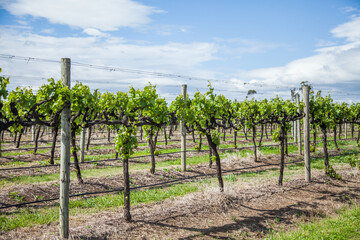 Green grape vines in the spring sunlight