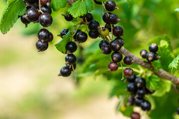 Macro shot of ripening blackcurrant berries in the garden. high quality photo