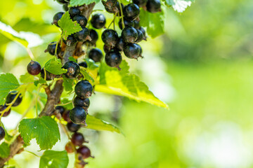 Macro shot of ripening blackcurrant berries in the garden. high quality photo