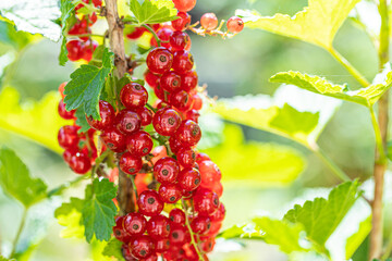 Ripe red currants with green leaves on a bush close-up as a background.
