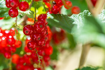 Ripe red currants with green leaves on a bush close-up as a background.