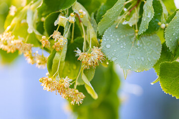Linden yellow blossom of Tilia cordata tree (small-leaved lime, little leaf linden flowers or small-leaved linden bloom ), banner close up. Botany blooming trees with white flowers.