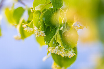 Obraz premium Linden yellow blossom of Tilia cordata tree (small-leaved lime, little leaf linden flowers or small-leaved linden bloom ), banner close up. Botany blooming trees with white flowers.