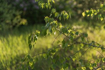 Birch tree branches with young green leaves in a forest. Nature spring background.