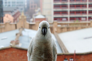 Cockatoo in Adelaide