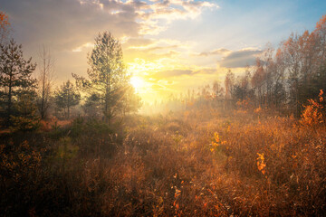 Majestic autumn misty sunrise landscape. Foggy morning at scenic copse with the rising sun.