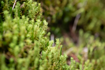 green moss on the ground