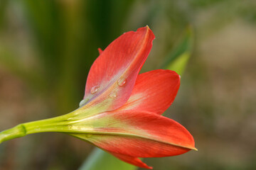 Wan four directions - growing and blooming, flowering, beautiful, light red flowers that are planted to decorate the garden as an auspicious medicinal plant that is popularly planted in Thailand.