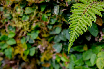green fern leaves