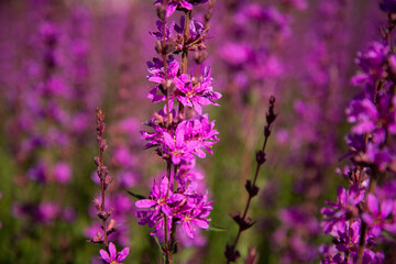Beautiful bright flowers in the park.