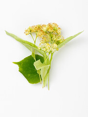 Linden flowers with leaves isolated on a white background. Limetree.