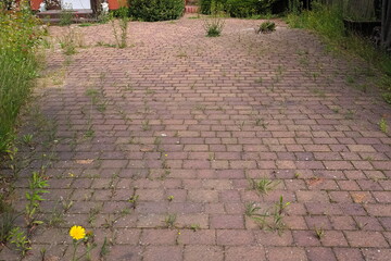 Abandoned yard with a cobblestone overgrown weeds