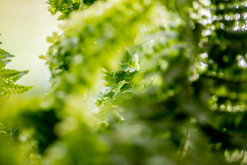 green leaves background