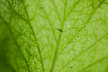 green leaf with water drops texture close up
