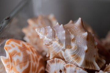 sea shell on a black background