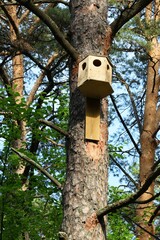 An artificial house for a squirrel, chipmunk or bird in a spring pine forest.