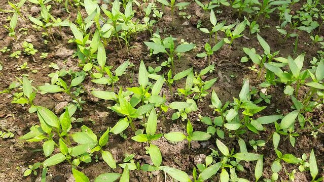 Chilli Nursery. Chilli plant seeding. small plants of Chilli ready for plantation. Vegetable seeding and farming ready to plant plantation.