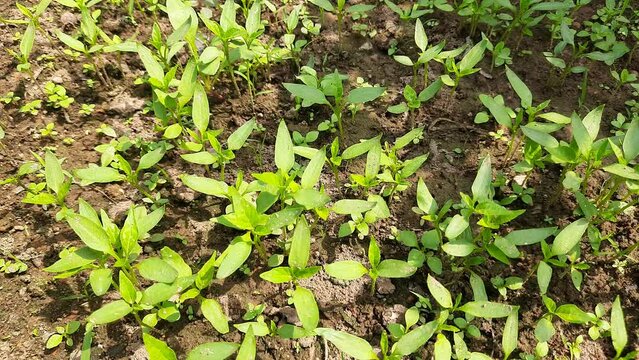 Chilli Nursery. Chilli plant seeding. small plants of Chilli ready for plantation. Vegetable seeding and farming ready to plant plantation.