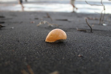 shell on the ground