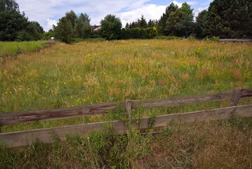 A meadow with weeds in the countryside in the summer
