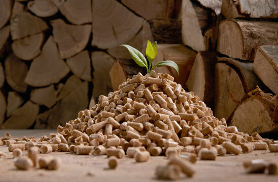 Green plant leaf on stack of fuel pellets near woodpile