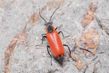 Red Anthocomus rufus beetle walking on a wall under the sun