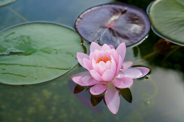 Pink lotus blossoms or water lily flowers blooming on pond