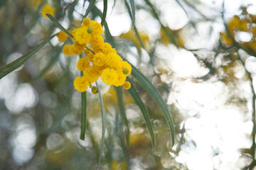 Soft golden balls of wattle with bokeh light in background