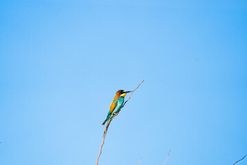 bee-eater