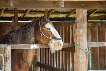 Draught horse looking out from stall at the showground