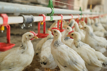 thirsty Chickens poultry in hot stress drink fresh water nipple system in Farm