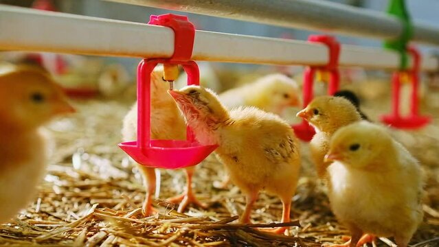 Baby chicken poultry at the farm drinking water from nipple system
