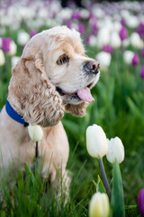 A spaniel sits among tulips in a flower bed.