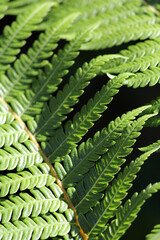 Close up of fern frond leaves