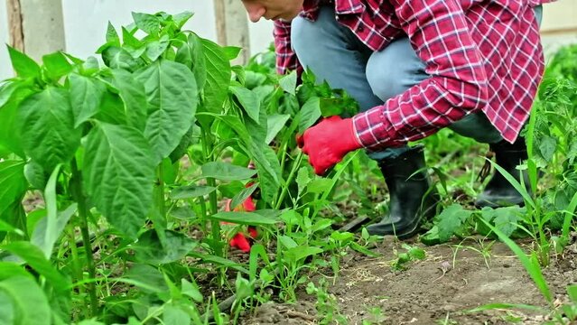A woman hand in a glove pulling out weeds. weeding in the garden greenhouse