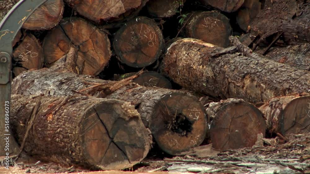 Poster a deforestation area in the amazon rainforest where dozens of felled trees wait to be bulldozered on