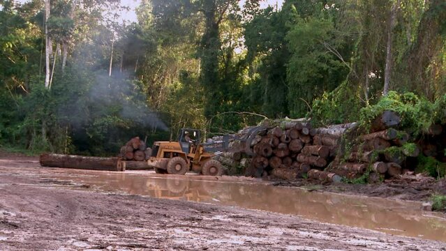 the deforestation of the amazon rainforest multiple trees felled and stacked near the beautiful green jungle