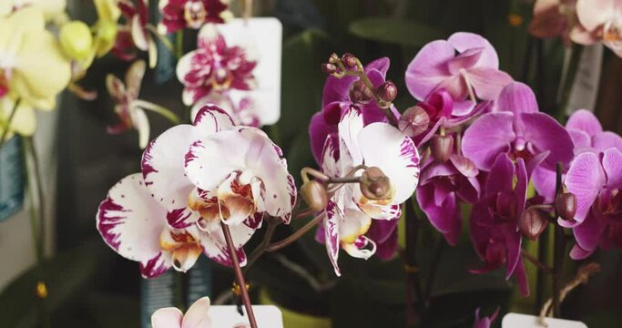 Orchid violet and white petals mixed beautiful